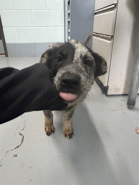 BLUEBELLE - Australian Cattle Dog/Blue Heeler available for adoption