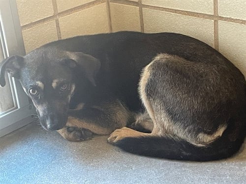 BLACK PEARL - German Shepherd Dog available for adoption