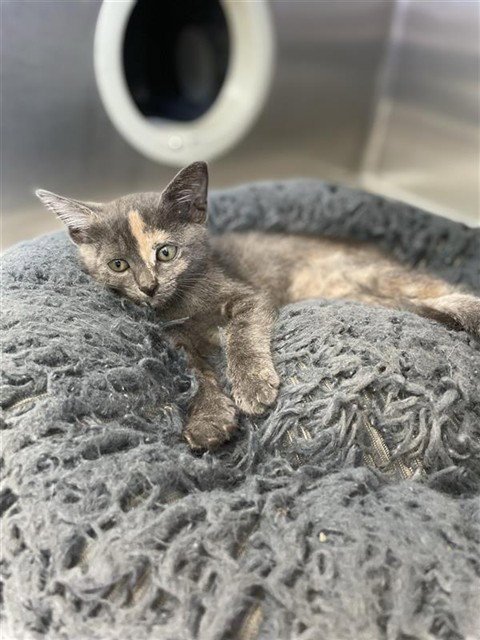 CATNISS EVERDEAN - Domestic Short Hair available for adoption