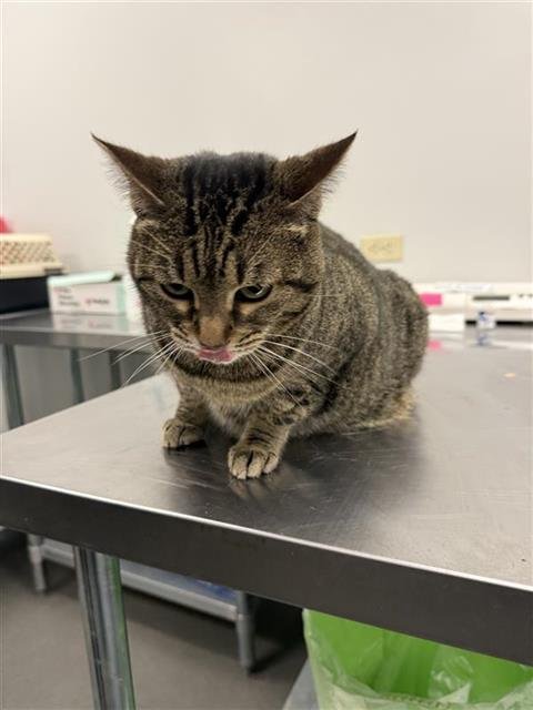 KELA - Domestic Short Hair available for adoption