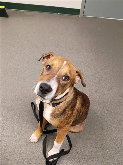 SHORELINE - Beagle available for adoption