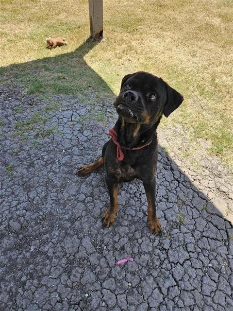 BARNEY