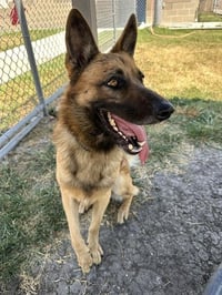 RUGER - Photo 1