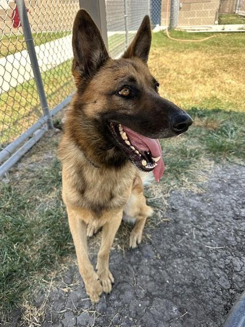 RUGER - Belgian Shepherd Malinois for adoption in Corpus Christi