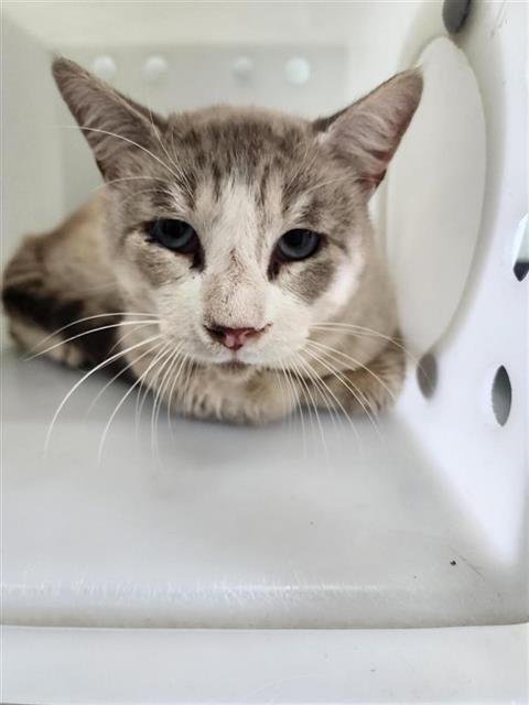 CURTIS - Domestic Short Hair available for adoption