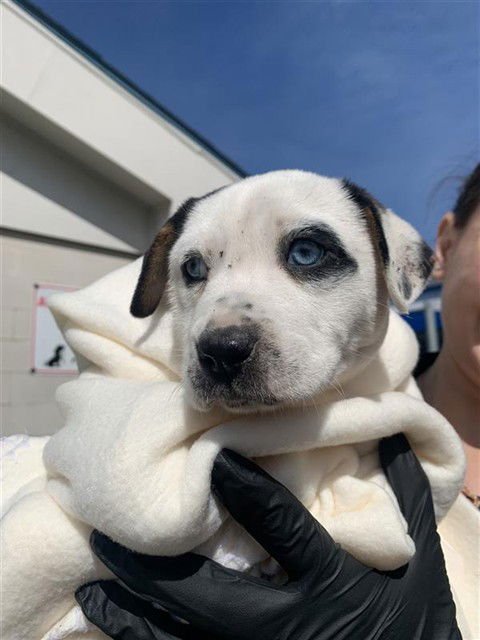 SEPHORA - Husky available for adoption