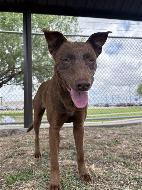 KAY KYSER - Labrador Retriever available for adoption