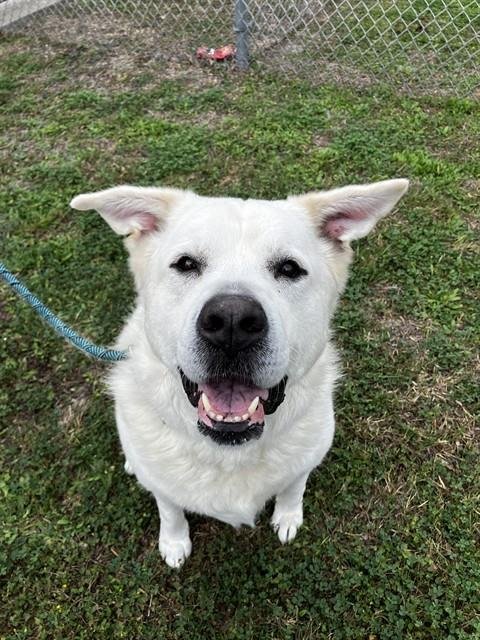 WINTER - Great Pyrenees available for adoption
