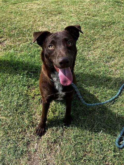 LEE ANN - Labrador Retriever available for adoption