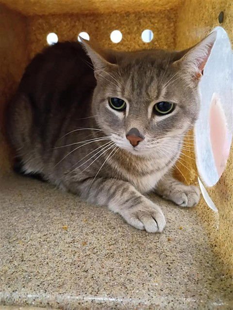 JEEPERS - Domestic Short Hair available for adoption