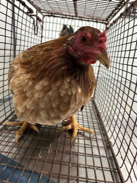 CHICKEN #6 - Chicken available for adoption