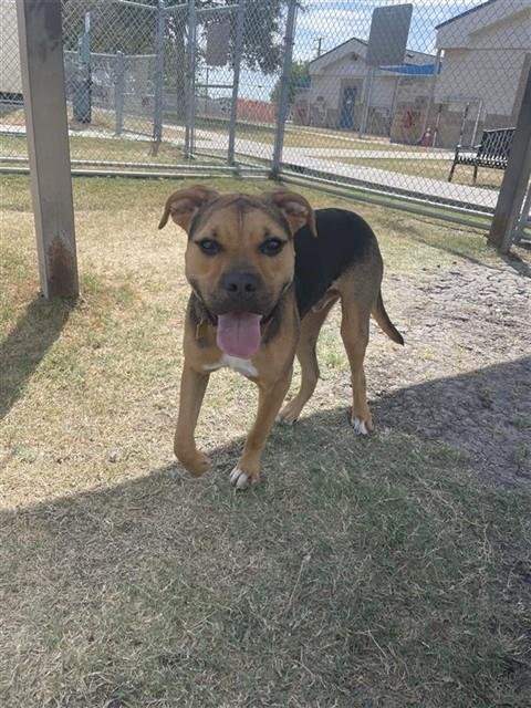 XEN - Boxer available for adoption