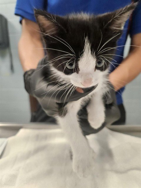 TINKY WINKY - Domestic Short Hair available for adoption