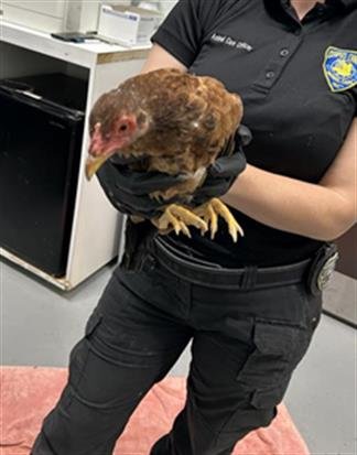 CHICKEN #7 - Chicken available for adoption