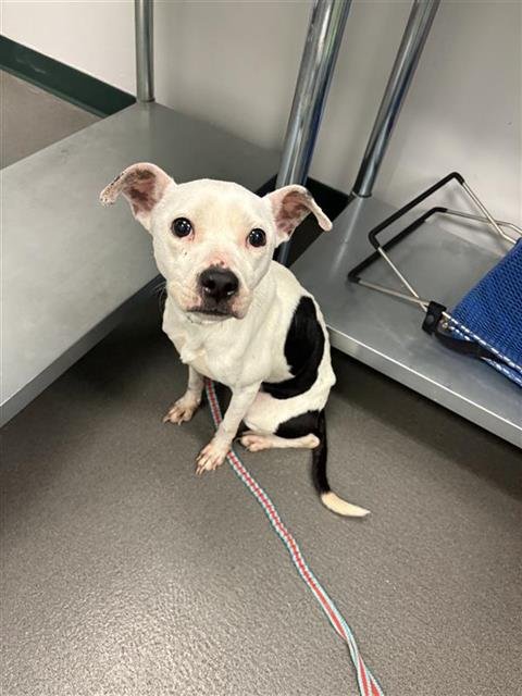 LUNA - American Pit Bull Terrier available for adoption