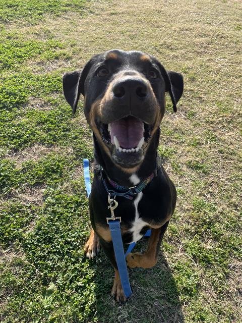 LUCKY - Doberman Pinscher available for adoption