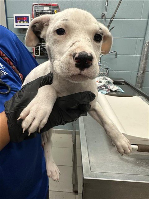 ALMOND - American Pit Bull Terrier available for adoption