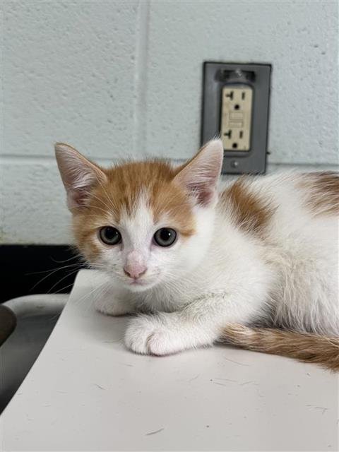 BEN PARKER - Domestic Short Hair available for adoption