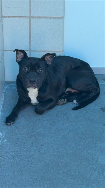 ADAM - American Pit Bull Terrier available for adoption