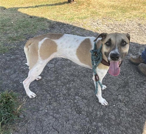 ABRAGAIL - Whippet available for adoption