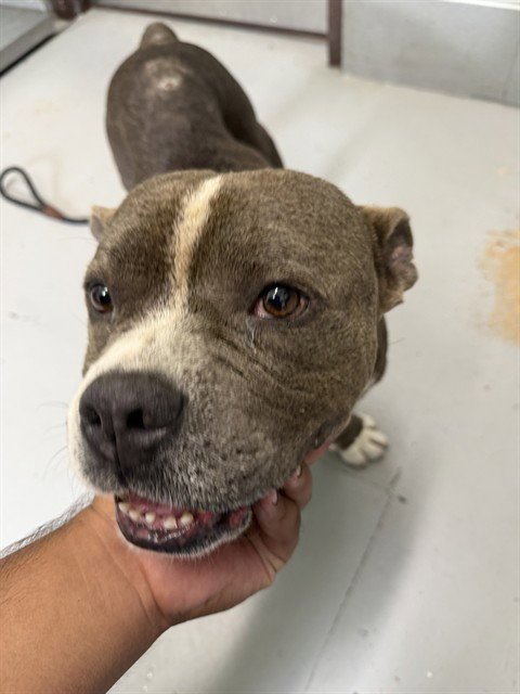TIGGY - American Bulldog available for adoption