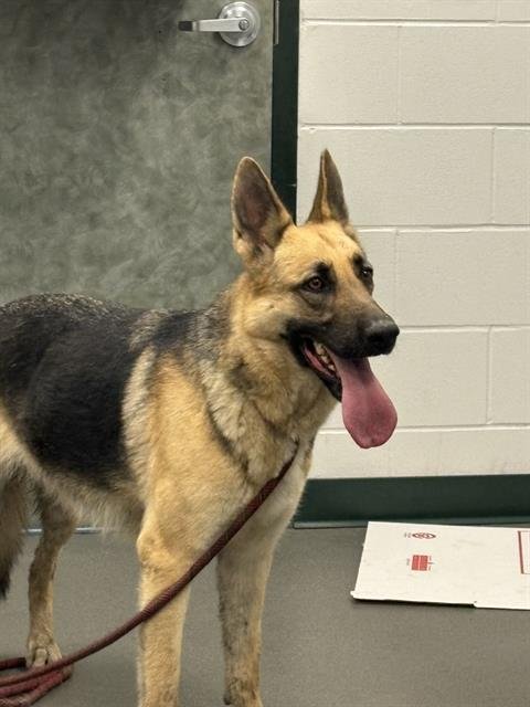 LITTLE ROO - German Shepherd Dog available for adoption