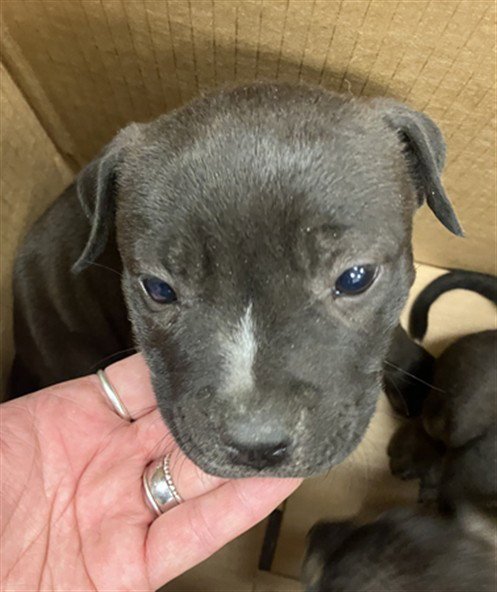 CLYDE - American Pit Bull Terrier available for adoption