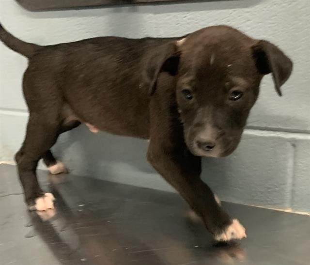 HERSEY - Labrador Retriever available for adoption