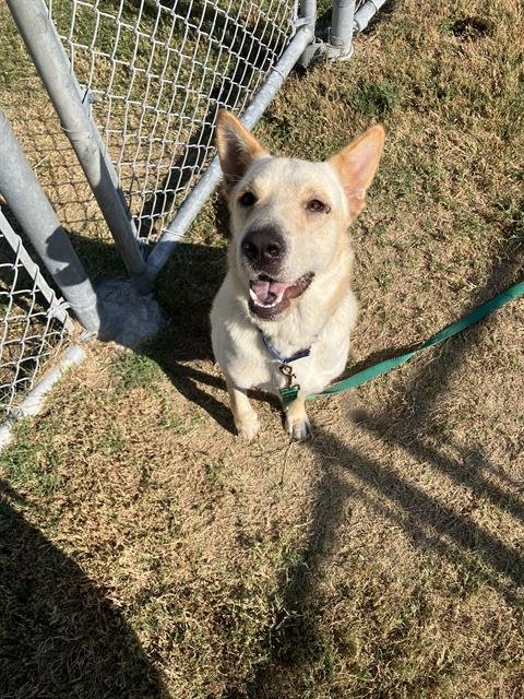 MARIPOSA - Carolina Dog for adoption in Corpus Christi