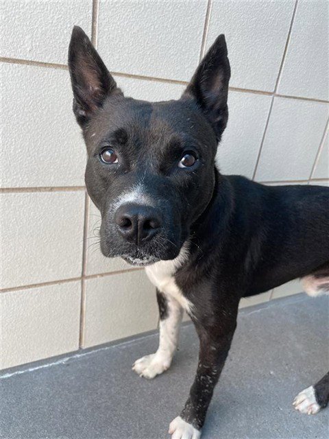 JUMPER - American Pit Bull Terrier available for adoption