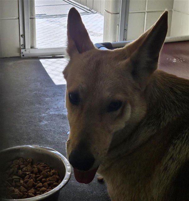 LILLY - German Shepherd Dog available for adoption