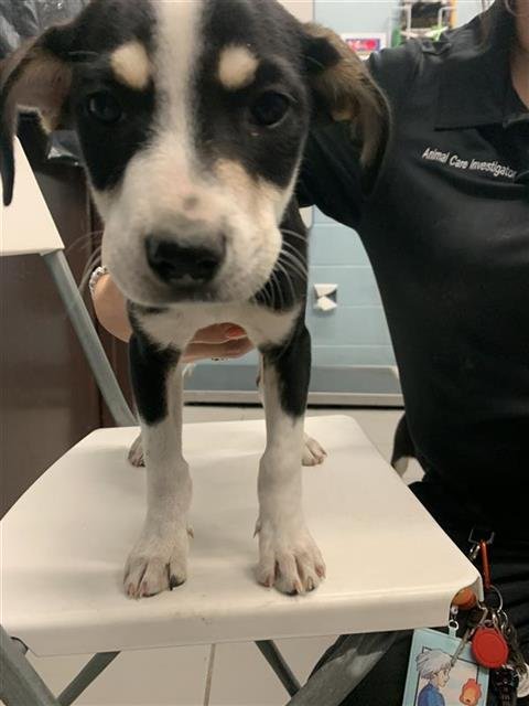 GALENITEE - Miniature Pinscher / Border Collie available for adoption