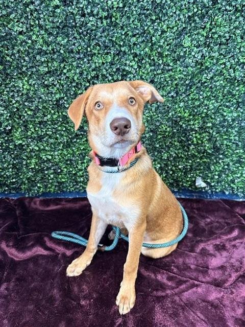 CARVER - Labrador Retriever available for adoption