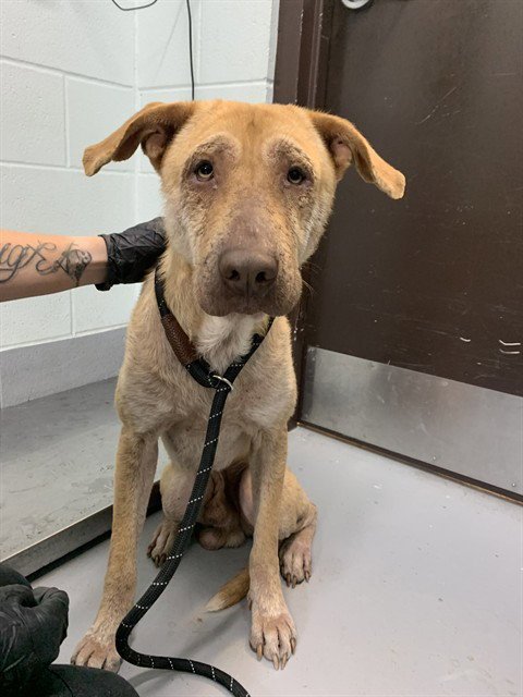 BLUE - Labrador Retriever available for adoption