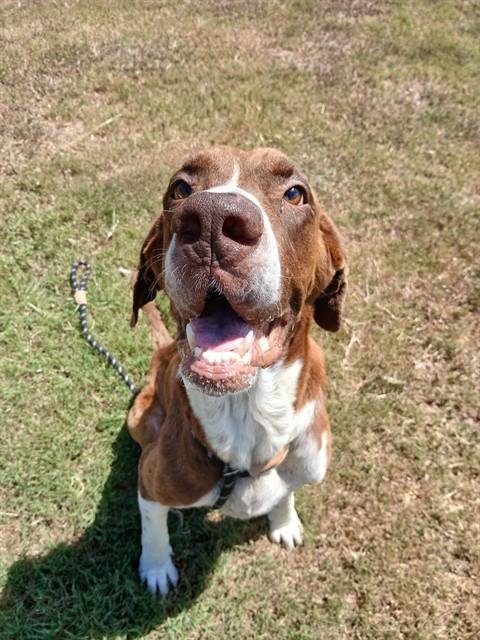 DANTE - Pointer / Great Dane available for adoption