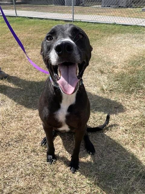 OREO - Labrador Retriever available for adoption