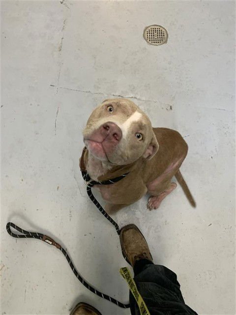 LOLA - American Pit Bull Terrier available for adoption