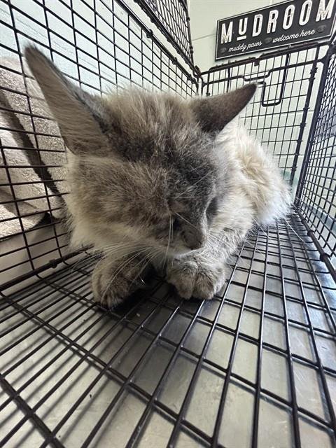 PILLSBURY - Domestic Medium Hair available for adoption