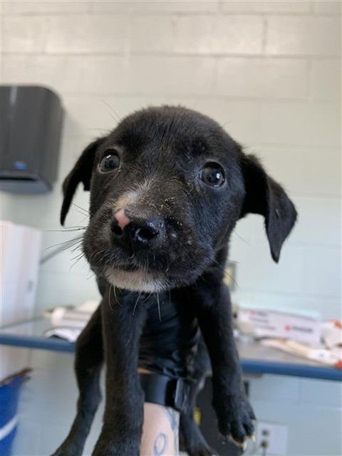 NEVADA - Labrador Retriever available for adoption