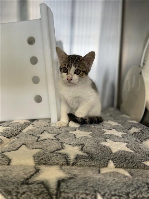 CLOVER - Domestic Short Hair available for adoption