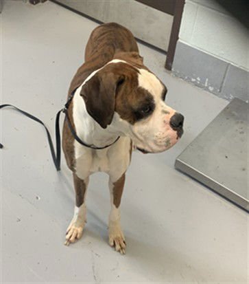 CHANCE - Boxer available for adoption