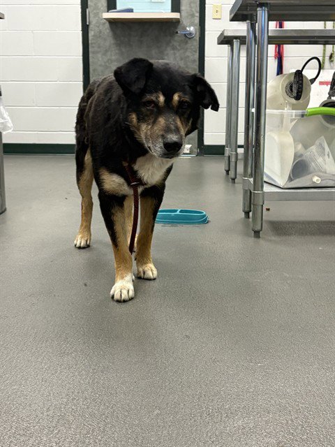 TOBIAS - German Shepherd Dog available for adoption