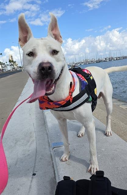 SNOW - American Pit Bull Terrier available for adoption