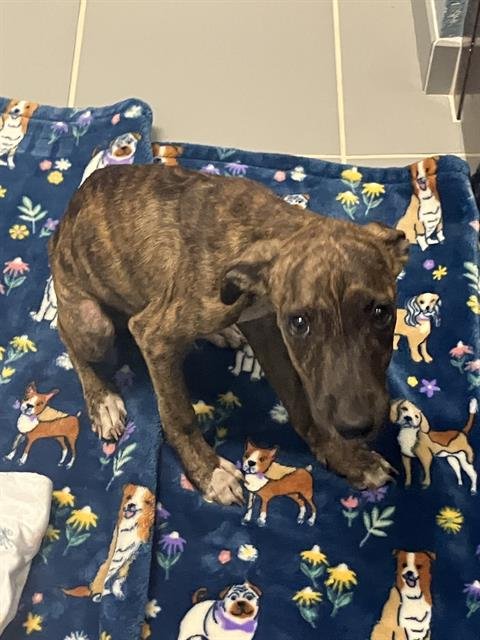 ANGELA - American Pit Bull Terrier available for adoption