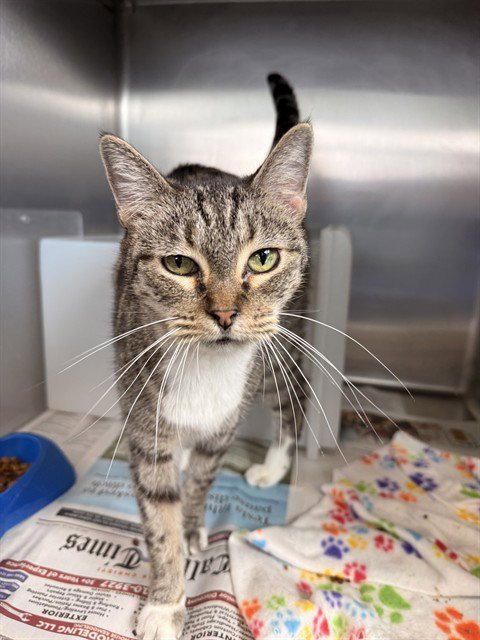 SISSY - Domestic Short Hair for adoption in Corpus Christi