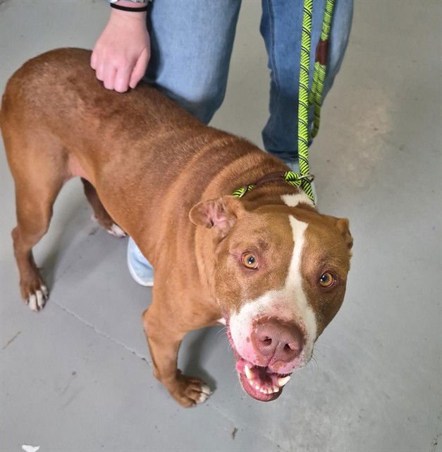 RINGO - American Staffordshire Terrier available for adoption