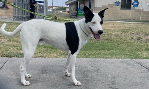 DIPPER - Labrador Retriever for adoption in Corpus Christi
