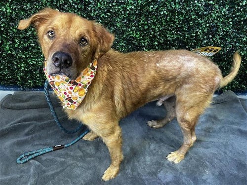 CAESAR - Golden Retriever available for adoption