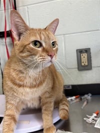ORANGE CAT - Photo 1