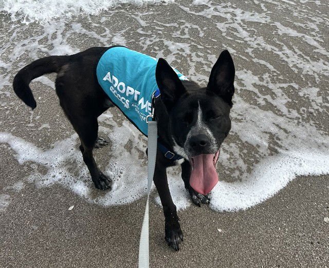 SLY - Australian Cattle Dog/Blue Heeler / Husky available for adoption